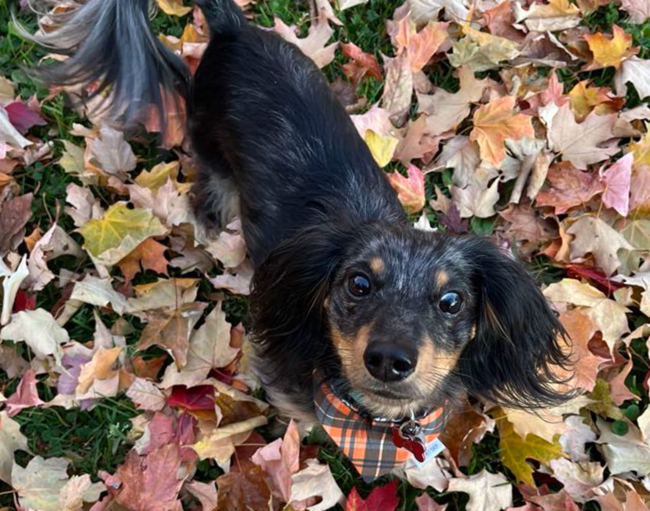 Dachshund dog in fall leaves