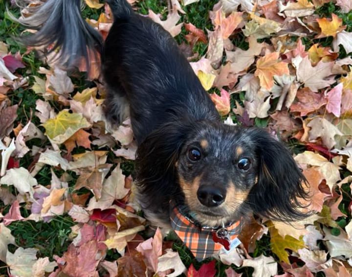 Dachshund dog in fall leaves